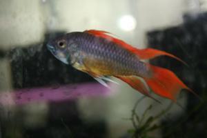 Apistogramma cacatuoides OrangeFlash