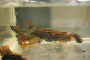 Apistogramma cacatuoides Double Red