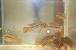 Apistogramma  viejita II