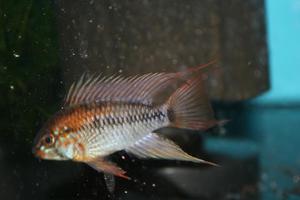 Apistogramma  viejita II