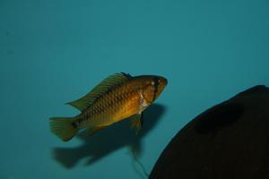 Apistogramma  viejita II