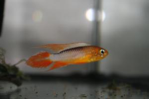 Apistogramma agassizii FireRed