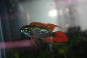 Apistogramma agassizii SuperRed