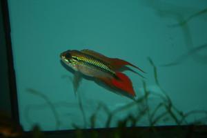 Apistogramma agassizii SuperRed