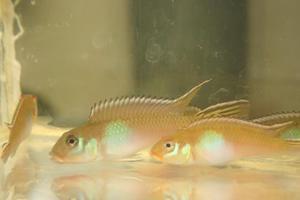 Nanochromis nudiceps