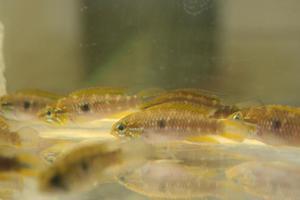 Apistogramma agassizii FLAMENCO