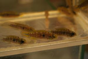 Apistogramma agassizii FLAMENCO