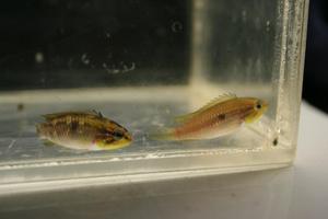 Apistogramma agassizii Alenquer