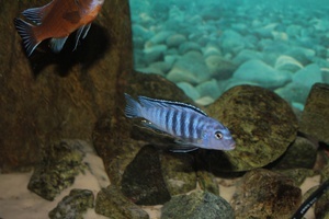 Pseudotropheus Sp Elongatus Ornatus