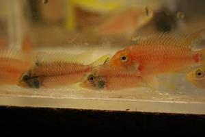 Apistogramma cf. eunotus Orange Tail