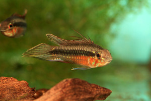 Apistogramma elizeberthae