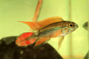 Apistogramma agassizii Double Red