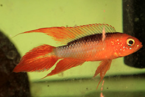 Apistogramma agassizii Fire Red