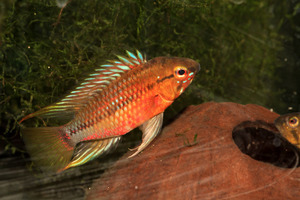 Apistogramma hongsloi II