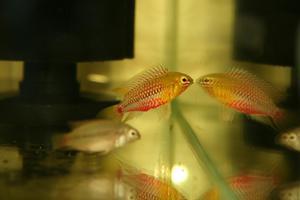 Apistogramma hongsloi II