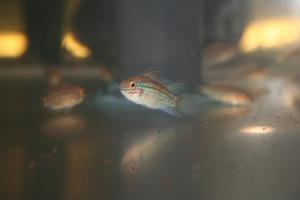 Apistogramma eremnopyge