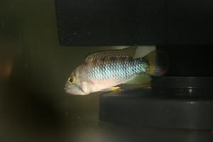 Apistogramma sp. 