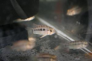 Apistogramma paulmuelleri