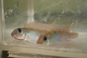 NANNOCHROMIS