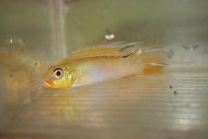 NANNOCHROMIS