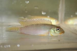 NANNOCHROMIS