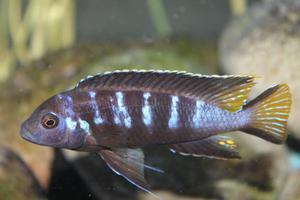 Metriaclima spec. «Elongatus Chewere»