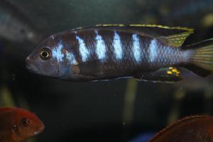 Metriaclima spec. «Elongatus Chewere»