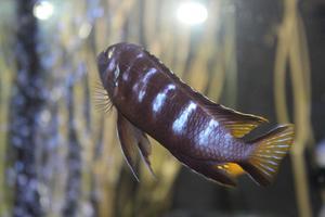 Metriaclima spec. «Elongatus Chewere»