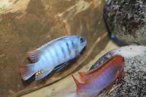 Metriaclima «Zebra Emmiltos»VS Iodotropheus sprengerae