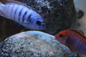 Metriaclima «Zebra Emmiltos»VS Iodotropheus sprengerae