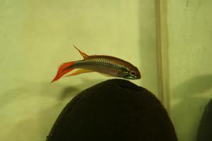 Apistogramma agassizii Double Red