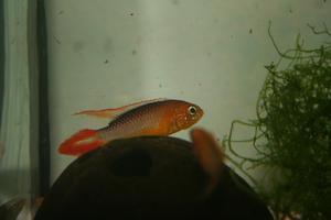 Apistogramma agassizii Fire Red