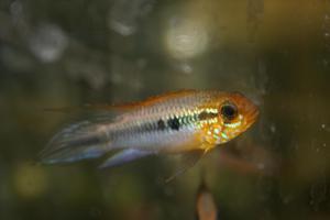 Apistogramma agassizii FLAMENGO