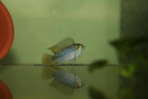 Apistogramma borellii 