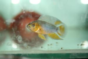 Apistogramma borellii