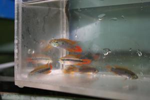 Apistogramma agassizii Double Red