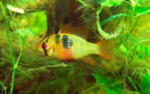 Mikrogeophagus ramirezi, female