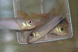 Nanochromis consortus