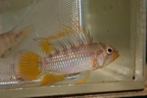 Apistogramma baenschi (sp.Inka)