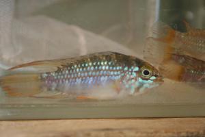 Apistogramma sp. 