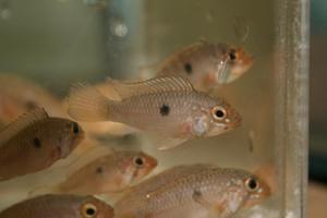 Apistogramma barlowi