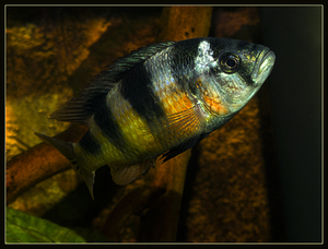 Хаплохромис Обликвиденс (Astatotilapia latifasciata) 