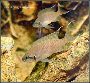 Принцесса Бурунди Neolamprologus brichardi