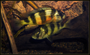 Haplochromis "Zebra obliquidens" или Astatotilapia latifasciata