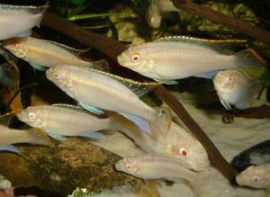 Пельвикахромис пульхер альбинос (Pelvicachromis pulcher albino) 5 месяцев