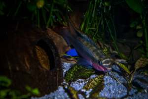 Pelvicachromis pulcher red