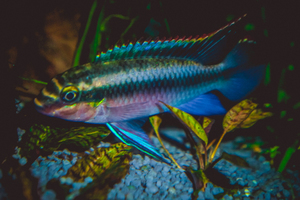 Pelvicachromis pulcher red