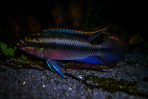 Pelvicachromis pulcher red