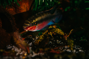 Pelvicachromis pulcher red