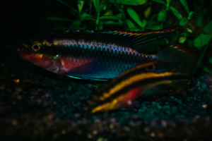 Pelvicachromis pulcher red